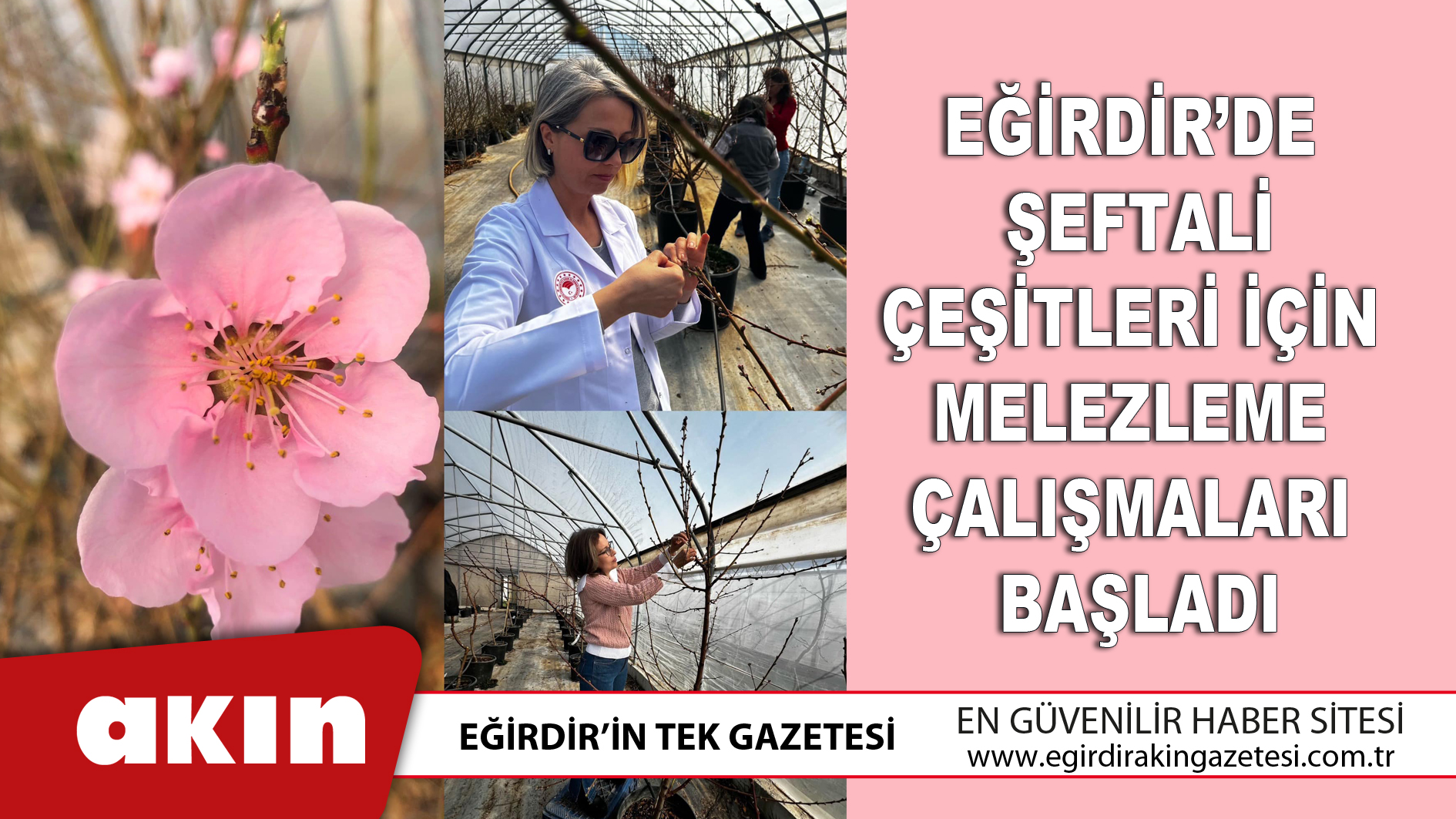 eğirdir haber,akın gazetesi,egirdir haberler,son dakika,Eğirdir’de Şeftali Çeşitleri İçin Melezleme Çalışmaları Başladı