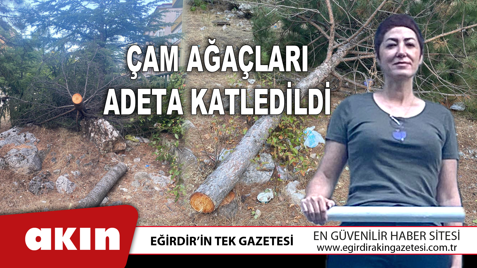 Çam Ağaçları Adeta Katledildi