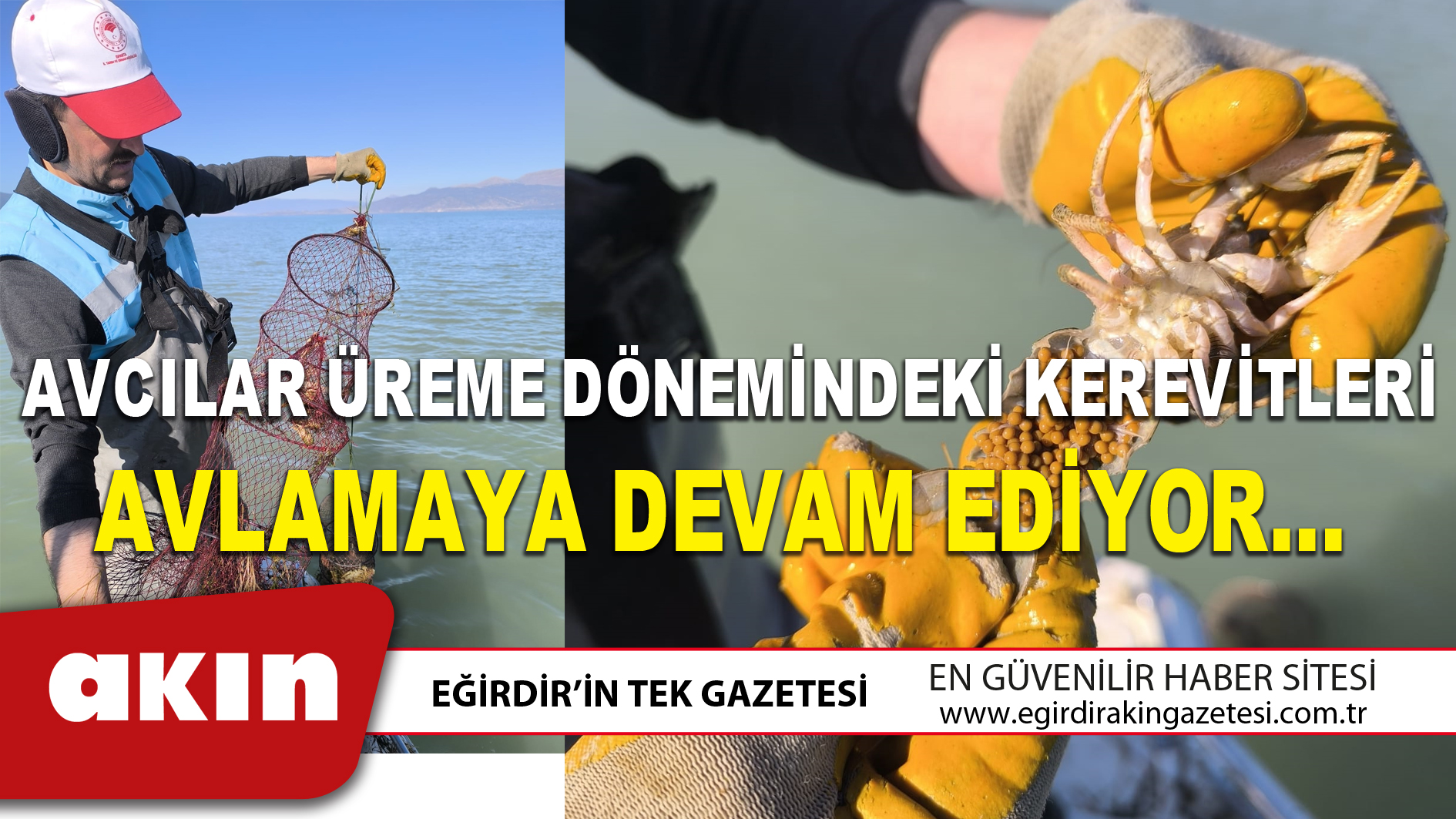 AVCILAR ÜREME DÖNEMİNDEKİ KEREVİTLERİ AVLAMAYA DEVAM EDİYOR…