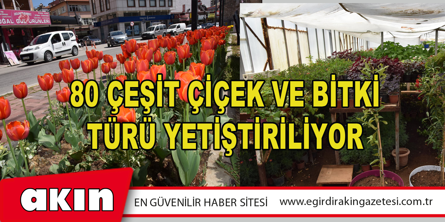 80 ÇEŞİT ÇİÇEK VE BİTKİ TÜRÜ YETİŞTİRİLİYOR