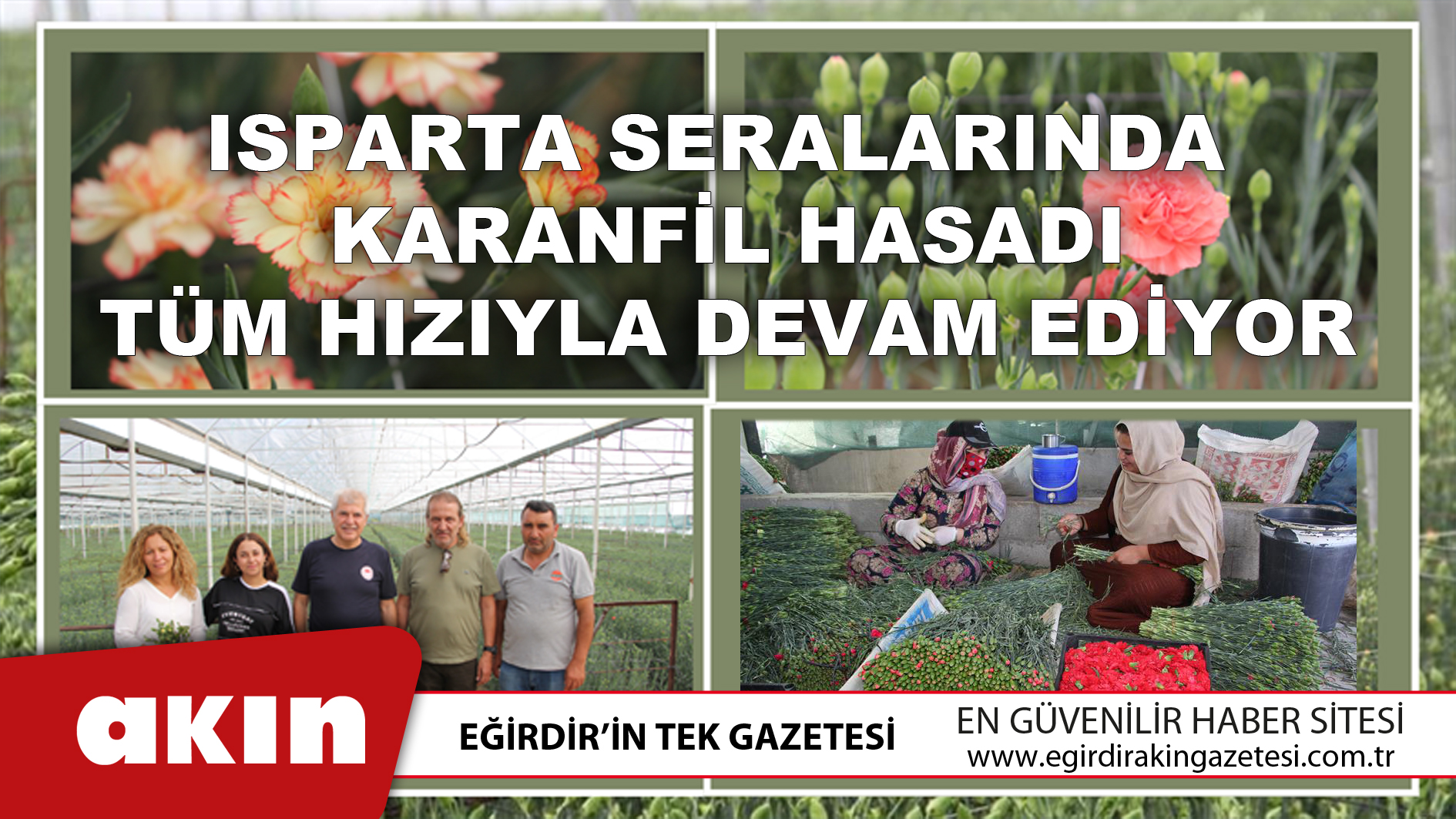 eğirdir haber,akın gazetesi,egirdir haberler,son dakika,Isparta Seralarında Karanfil Hasadı Tüm Hızıyla Devam Ediyor