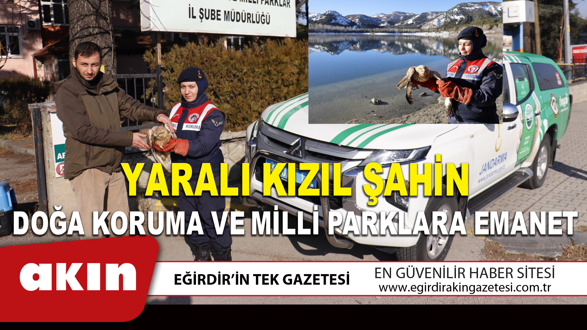 YARALI KIZIL ŞAHİN DOĞA KORUMA VE MİLLİ PARKLARA EMANET