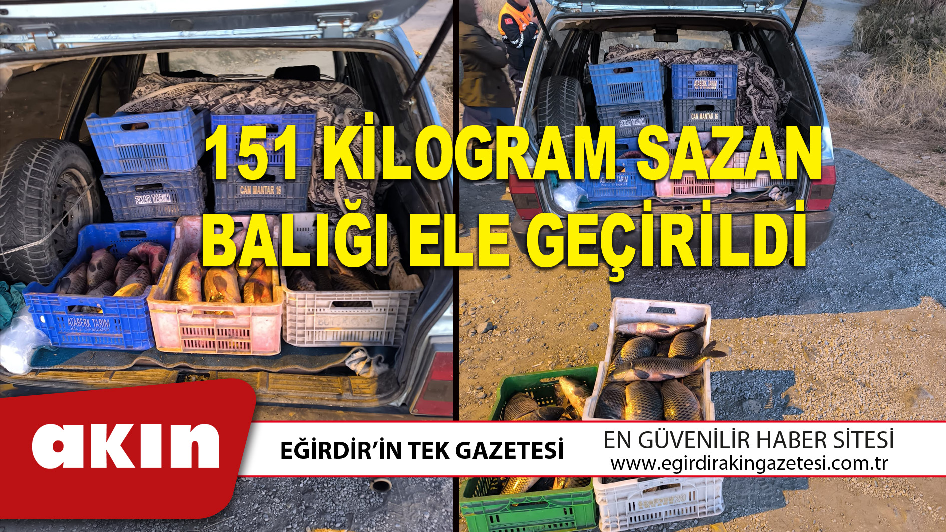 151 KİLOGRAM SAZAN BALIĞI ELE GEÇİRİLDİ